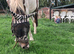 5yr old DHP backed and ready for a job