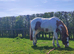 12.2hh welsh x cob mare