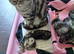 Bsh. Silver Classic Tabby . Ready on December.