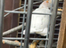 Ducorps cockatoo pair