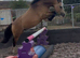 **** LOT 87 BRECON*** SMART REG SEC C****
