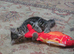 Two GORGEOUS kittens ready for loving homes