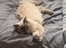 Stunning lilac point female ragdoll