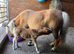 Gorgeous colt foal