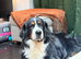 Gorgeous 3 year old Bernese female