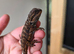 Baby red monster bearded dragons