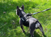 French bulldog stud
