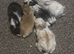Old English cross lion lop bunny's