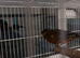 Red and black Canary hen female