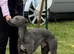 Kc registered whippet stud