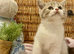 EXCEPTIONAL TICA REG CHAMPION LINE FAWN BICOLOUR GIRL
