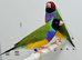 Male Gouldian finches for sale