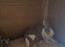 5 Dutch for sale Yellow and white tortoise and white