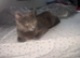 Persian cross Russian blue kittens 3 girls