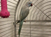 Beautiful sky blue ringneck