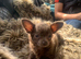 3 male chihuahua puppies left ready to leave now