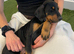 Beautiful healthy  European Doberman puppies looking for loving forever homes.