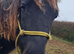 Beautiful yearling Filly For Sale