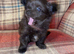 Adorable male long haired puppy looking for his forever home