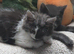 Stunning kittens