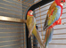 1 pair of rosellas