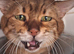 Savannah Tica SBTF5 Elton old needs a home