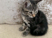Female kitten