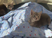 Grey tabby kittens