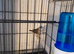 Owl finch
