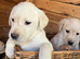 Pure yellow adorable Labradors. Ready now.