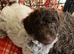 2 beautiful cockapoos for sale