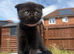 Ragdoll Cross x BSH/Scottish Fold Kitten