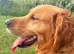 Red golden retriever kc registered