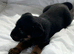 Rottweiler x German shepard