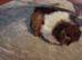 Baby guinea pigs