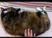 Very affectionate calic old lady cat.