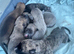 Whippet pups for sale