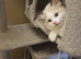 Fabulous Pure Bred Ragdoll Kittens