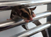 2 male gliders for sale