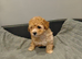 Toy poodle (read description)