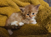 Kittens for sale
