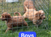 Cockapoos from a health tested line READY NOW