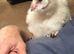 Common bran owlets