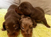 Long haired miniature dachshunds