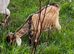 Goats kids for sale