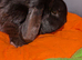 Neutered and vaccinated male