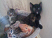 Kittens for sale