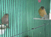Siberian and native Bullfinch's