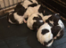 7 English springer spaniel puppies
