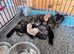 2 female kittens available